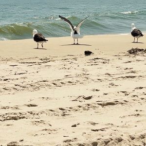 Meet your Posher, Francine